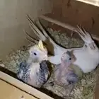 فراخة كروان تحت امهاتهن