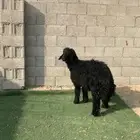 خروف عربي طيب فل العمر 5شهور