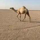 للبيع الشقحا