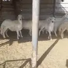 طليان اعمارها 8 اشهر