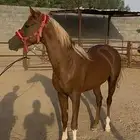 حصان عمره 3 سنوات ب2500 حد