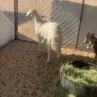 خروف