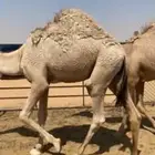 قعدان طيبه