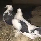 حمام انواع واشكال