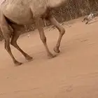 بكره شقحا لقيه باتليه