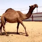 القحه صفرا