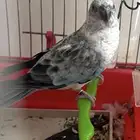 براكيت لون مميز