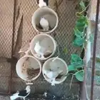 حمام زينه عدد 8