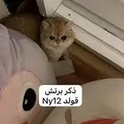قط بريتش ذكر ny12