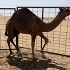 قعدان فل ع الحليب