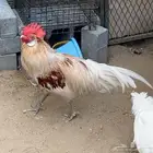 دجاج الفونيكس
