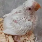 للبيع فرخ روز