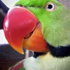 ببغاء نيبالي مفقود