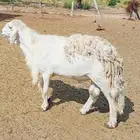 فحل حري من مراح صنف