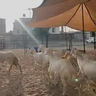 رخال مقنى