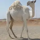 مفروده وضحى طويله وعدله