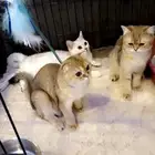 بيع قطط سكوتش