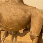ناقه السن ناب عليه قعود عمرها شهرين