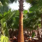 نخل واشنطن زينه للبيع بجميع مقاساته لتواصل