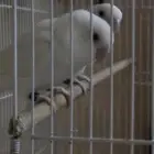 جوز روز البينو