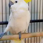 طير كوكاتو