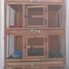 شبك طيور