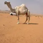 للبيع وضحاء كفووو خفوت