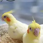 فراخ كوكتيل