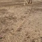 للبيع ابل ذود كفو
