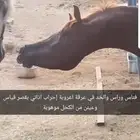 حصان عربي فحل