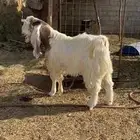 تيس فحل