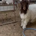 خروف نعيمي