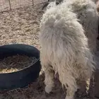 بهم نعيم طيب شكل وشعره وشحم وجبرواطراف والبيع عجل وسمح