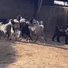 تيوس بلدي وبريه