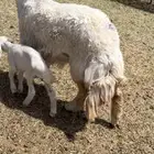 ثنيه تحتها طلي