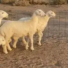 للبيع رخال حرش