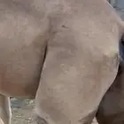 نافه شايل السن نصوف العرضيات نمره