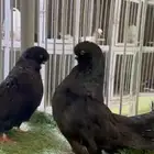 حمام لونق كلين