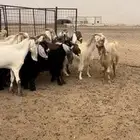 معزا مشاريك