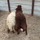 خرفان خمس شهور