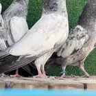 حمام باكستاني تم البيع