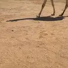 قعود فردي على الحيسوني