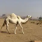 لقيه للبيع