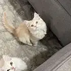 قطتين شيرازيات