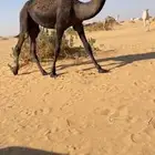 قعود مجهم طيب للبيع