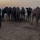 قعدان لبانيه تحت امهاتها