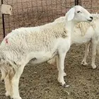 شاه حريه دافع واصل