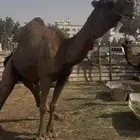 بعير احمر ساحلي فاخر مشروط