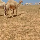 للبيع شقحه لقحه ثنو