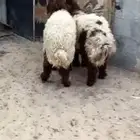 نعيم بلدي